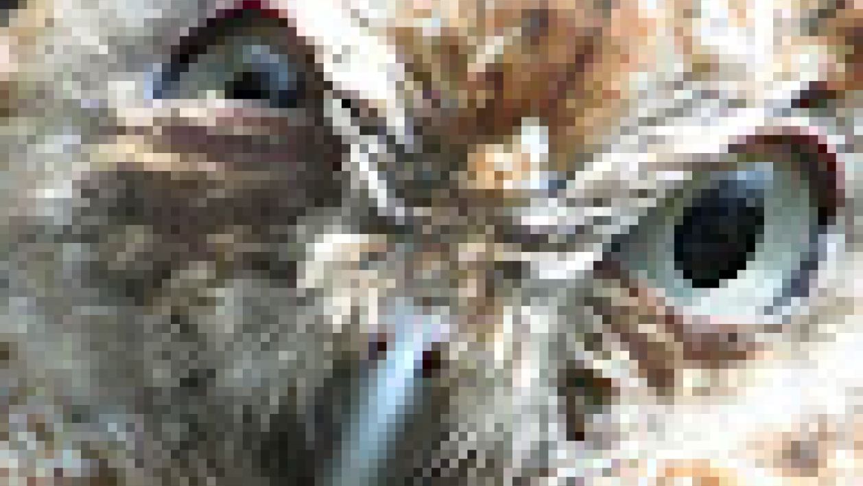 adada's Avatar