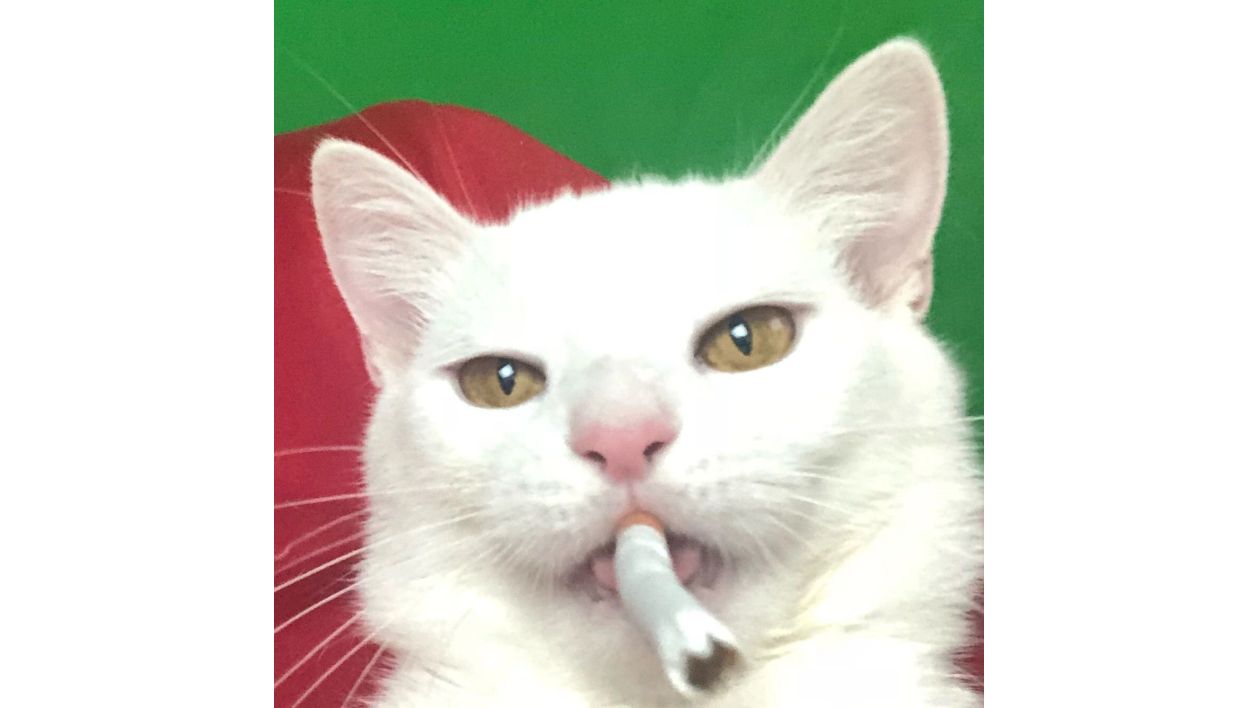 TimoshaZOMBI's Avatar